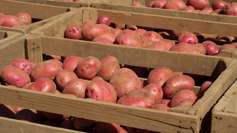 Haushaltslagermethoden für Kartoffeln