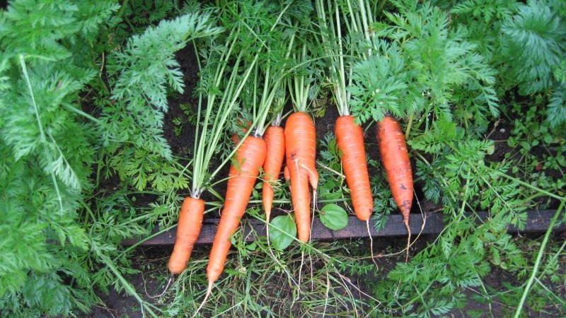 Frostbeständige Karottensorte Königin des Herbstes