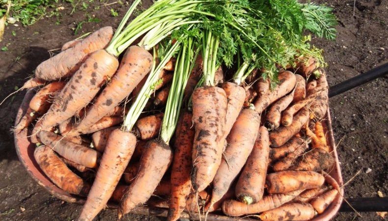 Frostbeständige Karottensorte Königin des Herbstes