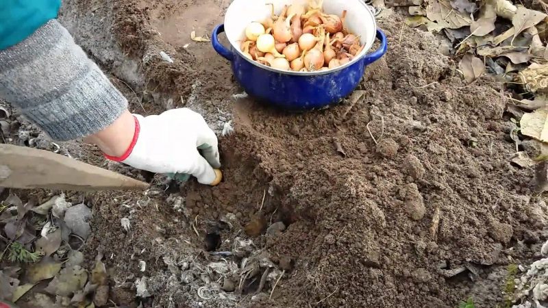 Wie man Zwiebeln richtig pflanzt und bis zu welcher Tiefe für den Winter