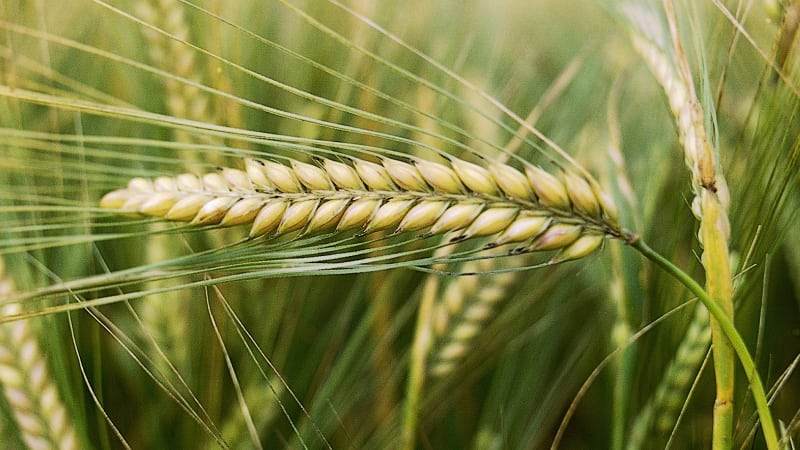 Die unglaublichen Vorteile von Gerste für den menschlichen Körper