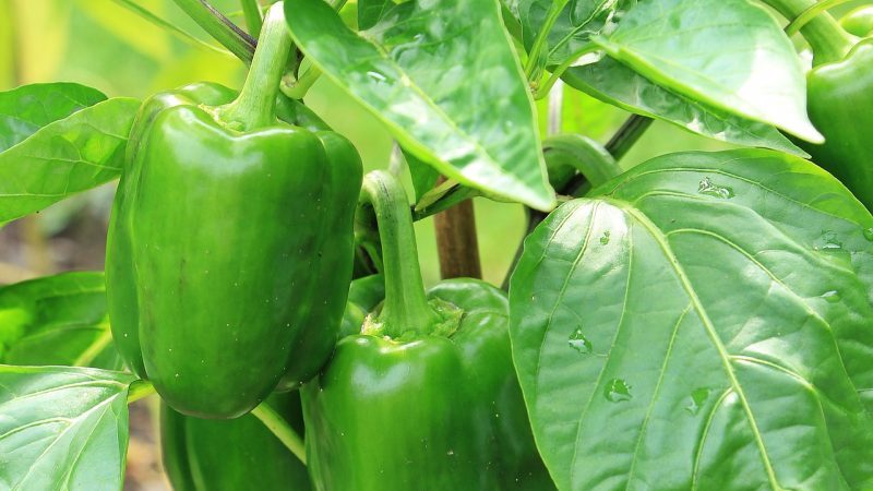 Muss ich in einem Gewächshaus Blätter von Paprika pflücken und wie man es richtig macht: Anweisungen für Gärtneranfänger