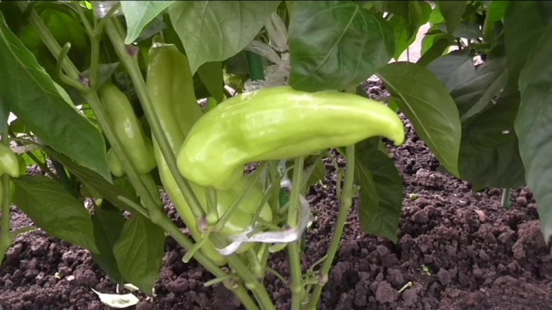 Muss ich in einem Gewächshaus Blätter von Paprika pflücken und wie man es richtig macht: Anweisungen für Gärtneranfänger