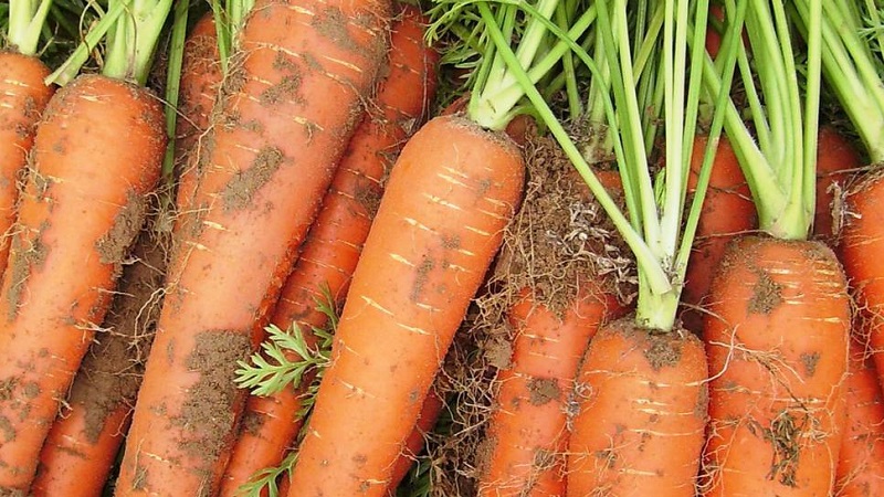 Überprüfung und Beschreibung der frühen Karottensorten