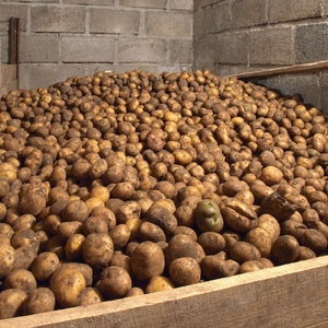 Merkmale der Lagerung von Kartoffeln: Bei welcher Temperatur gefriert es