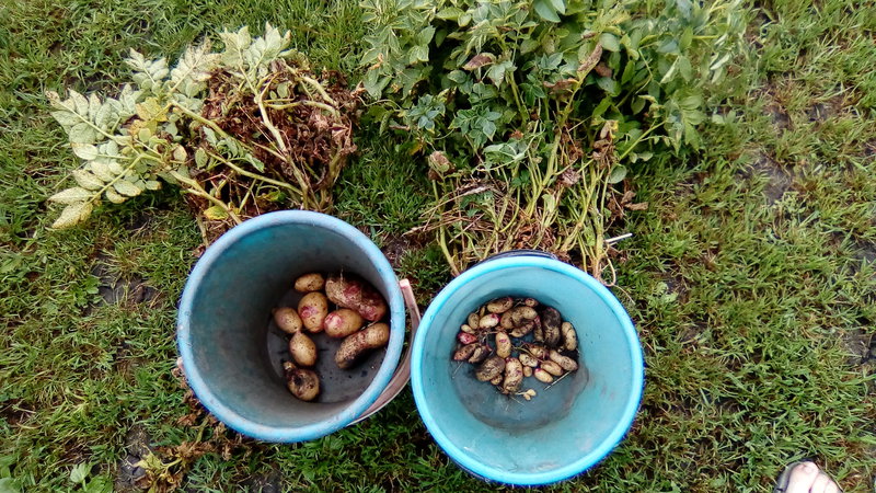 Merkmale der Lagerung von Kartoffeln: Bei welcher Temperatur gefriert es