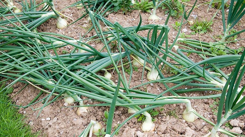 Merkmale und Schemata zum Pflanzen von Zwiebeln im Herbst vor dem Winter