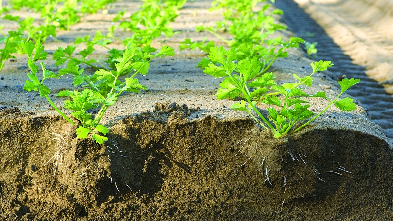 Merkmale des Pflanzens und Pflegens von gestieltem Sellerie auf freiem Feld