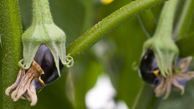 Was tun, wenn die Blüten der Aubergine im Gewächshaus fallen und warum passiert das?