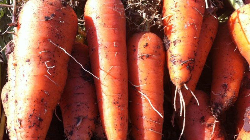 What to do if the carrots are not sweet or juicy and why this happens