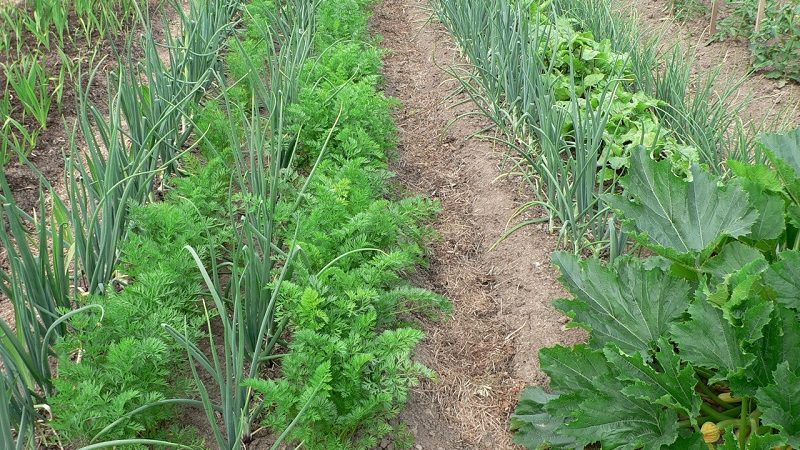 What to do if the carrots are not sweet or juicy and why this happens