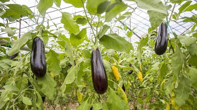 Die besten Möglichkeiten zur Behandlung von Auberginenkrankheiten: Foto und Beschreibung