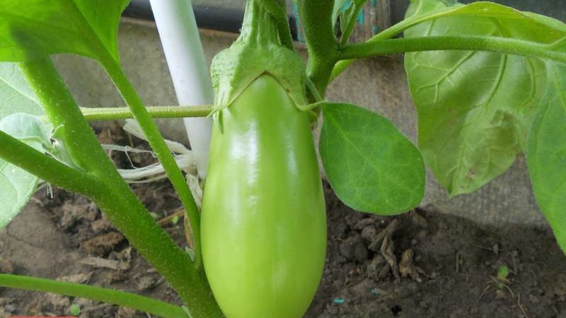 Was tun, wenn die Blüten der Aubergine im Gewächshaus fallen und warum passiert das?