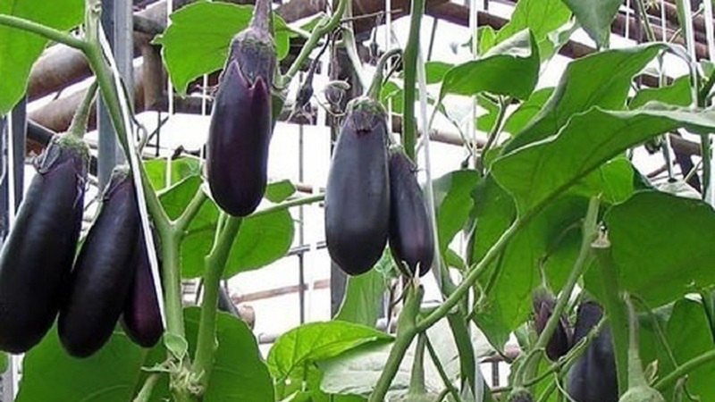 Was tun, wenn die Blüten der Aubergine im Gewächshaus fallen und warum passiert das?