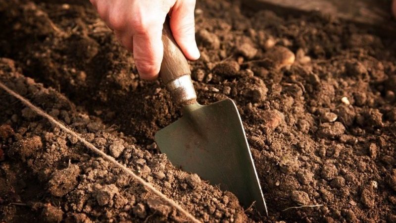 Merkmale der Vorbereitung eines Bettes für Karotten im Herbst