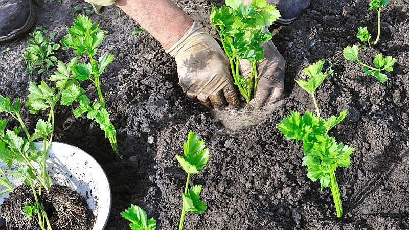 Schritt-für-Schritt-Anleitung zum Pflanzen von Wurzelsellerie für Setzlinge: von der Vorbereitung bis zur Verpflanzung