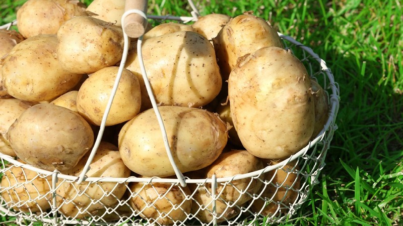 Mittlere Spätkartoffelsorte Tuleevsky, beliebt bei Gärtnern