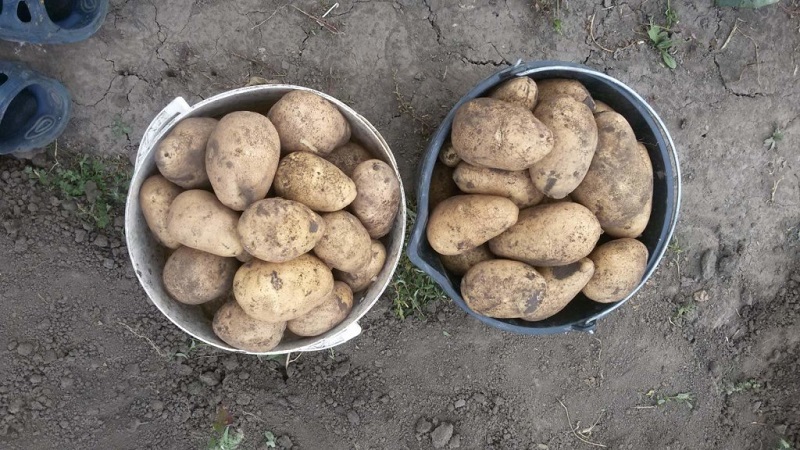 Mittlere Spätkartoffelsorte Tuleevsky, beliebt bei Gärtnern