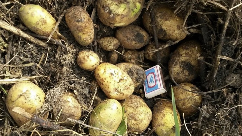 Mittlere Spätkartoffelsorte Tuleevsky, beliebt bei Gärtnern