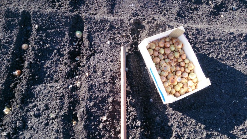 Technologie des Pflanzens von Zwiebelsätzen im Frühjahr: wie man richtig pflanzt und wächst