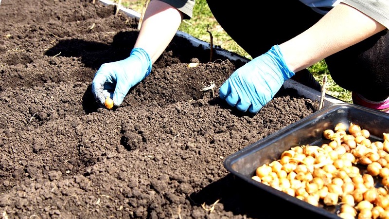 Technologie des Pflanzens von Zwiebelsätzen im Frühjahr: wie man richtig pflanzt und wächst