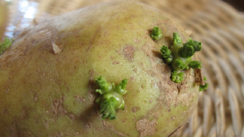 Gekeimte Kartoffeln: Was tun und damit essen?