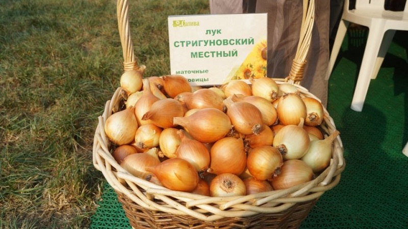 Eine früh reife Zwiebelsorte für den universellen Gebrauch Strigunovsky local