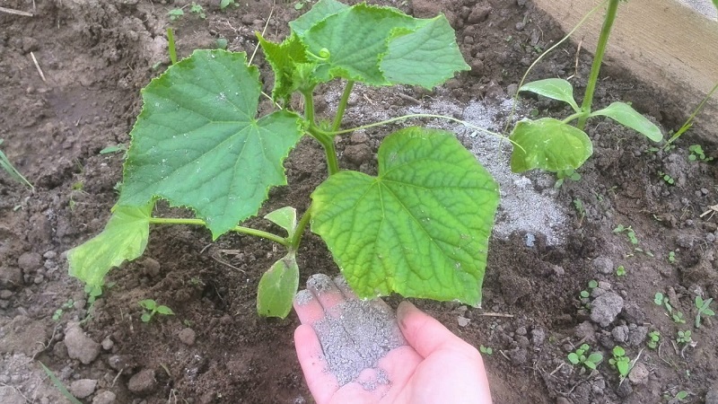 Volksheilmittel für eine bessere Ernte von Gurken: Rezepte für Top-Dressing für offenes Gelände