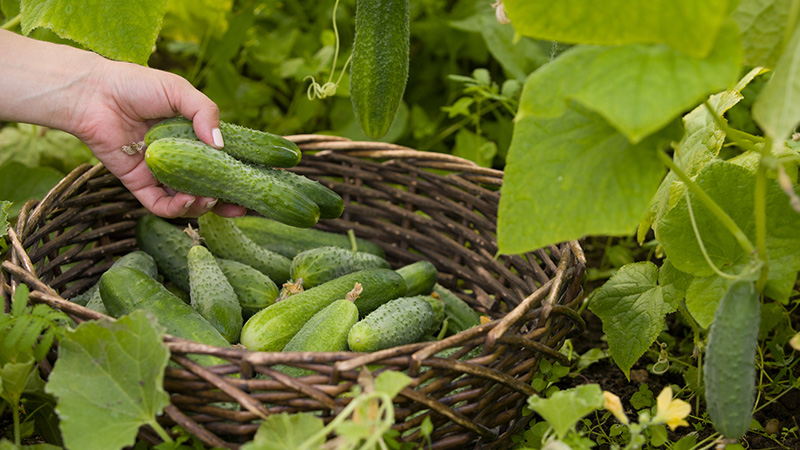 Volksheilmittel für eine bessere Ernte von Gurken: Rezepte für Top-Dressing für offenes Gelände