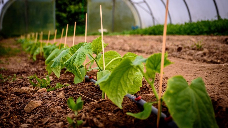 Volksheilmittel für eine bessere Ernte von Gurken: Rezepte für Top-Dressing für offenes Gelände