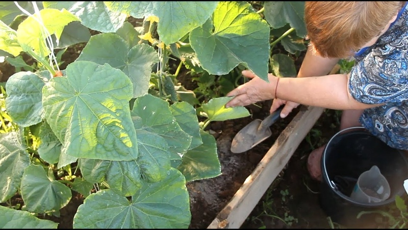 Volksheilmittel für eine bessere Ernte von Gurken: Rezepte für Top-Dressing für offenes Gelände