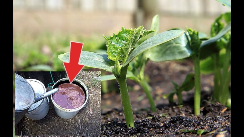 Volksheilmittel für eine bessere Ernte von Gurken: Rezepte für Top-Dressing für offenes Gelände