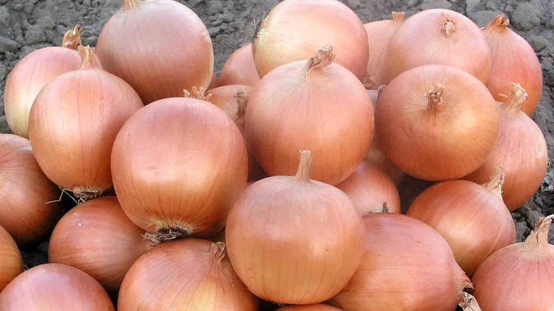 Mittlere frühe Hybride von Helenas Zwiebel mit hohem Ertrag