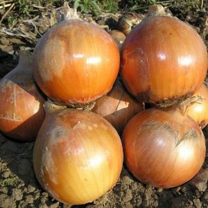 Mittlere frühe Hybride von Helenas Zwiebel mit hohem Ertrag