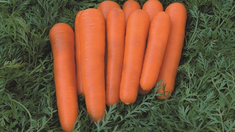 Eine mittelfrühe Karottensorte mit hohem Carotingehalt: Kinder süß