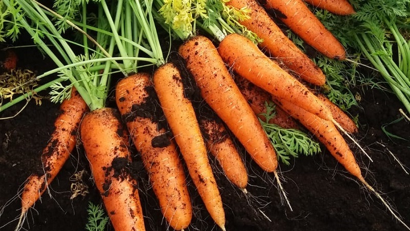 Eine mittelfrühe Karottensorte mit hohem Carotingehalt: Kinder süß