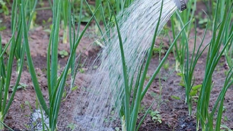 Technologie zum Pflanzen von Zwiebeln vor dem Winter: In welcher Tiefe und in welchem ​​Abstand voneinander zur Pflanze