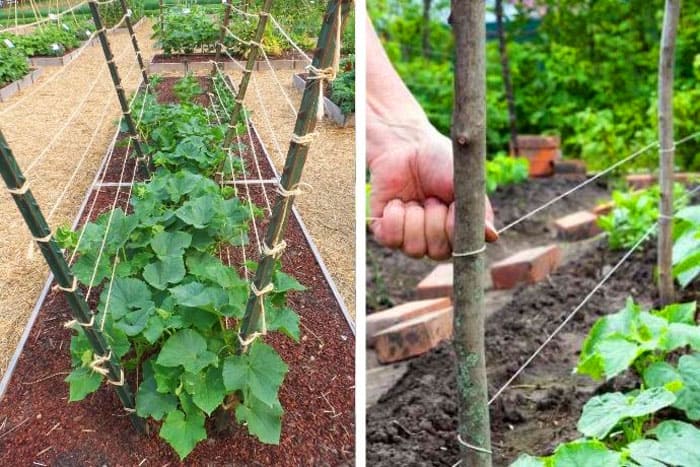 Schritt-für-Schritt-Anleitung für Anfänger im Sommer: Wie man Gurken richtig bindet, die besten Möglichkeiten