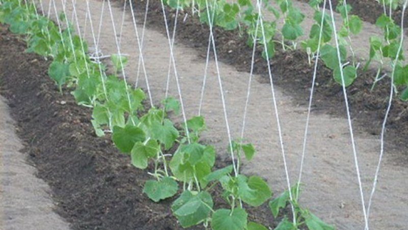 Schritt-für-Schritt-Anleitung für Anfänger im Sommer: Wie man Gurken richtig bindet, die besten Möglichkeiten