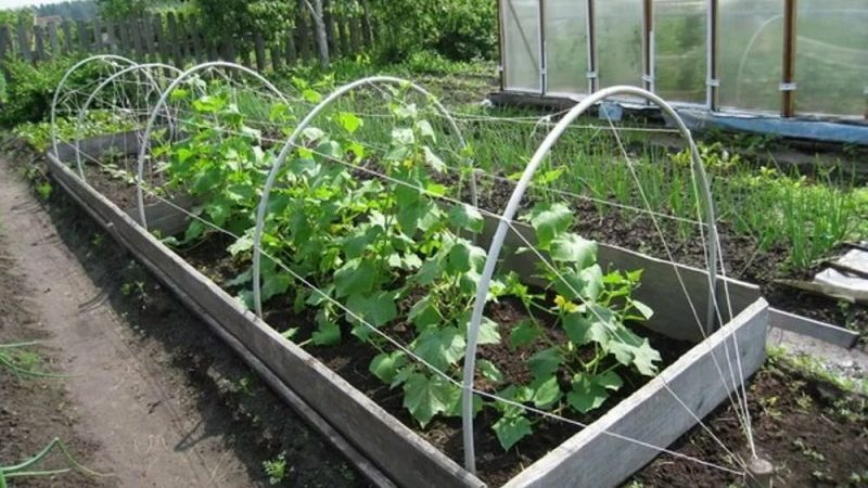 Schritt-für-Schritt-Anleitung für Anfänger im Sommer: Wie man Gurken richtig bindet, die besten Möglichkeiten