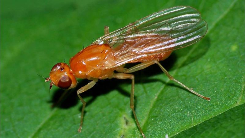 Warum sind Karottenfliegen gefährlich und wie geht man effektiv damit um?