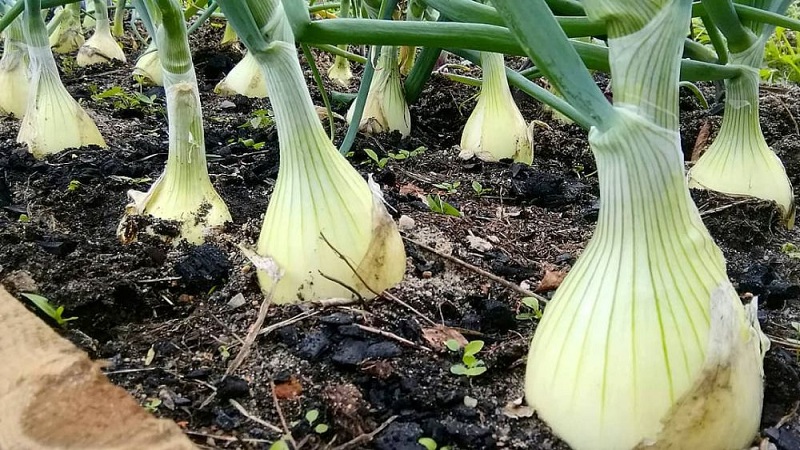 Schritt-für-Schritt-Anleitung zum Anbau von Exible Zwiebeln durch Sämlinge