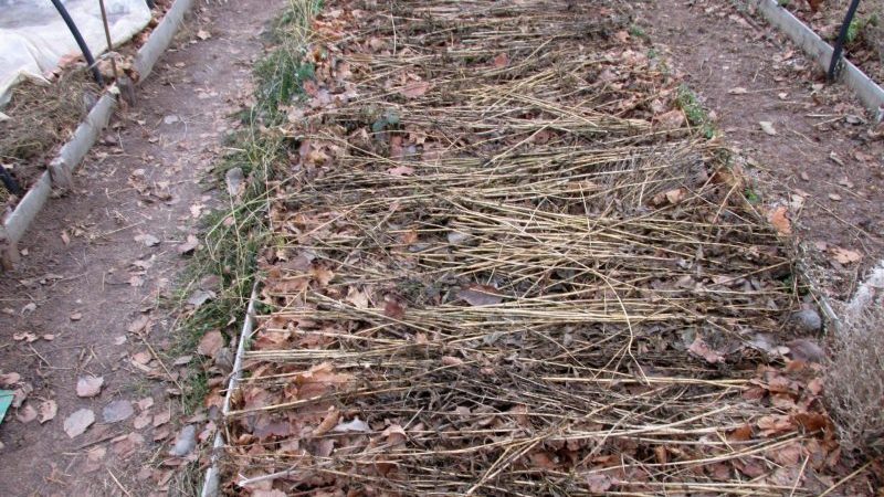 Wir wählen, wie die Zwiebel für den Winter vor Frost geschützt werden soll, und untersuchen die Nuancen des Prozesses