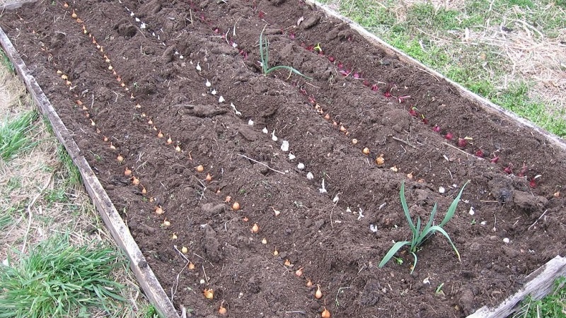 Wir wählen, wie die Zwiebel für den Winter vor Frost geschützt werden soll, und untersuchen die Nuancen des Prozesses