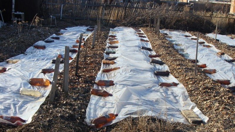 Wir wählen, wie die Zwiebel für den Winter vor Frost geschützt werden soll, und untersuchen die Nuancen des Prozesses