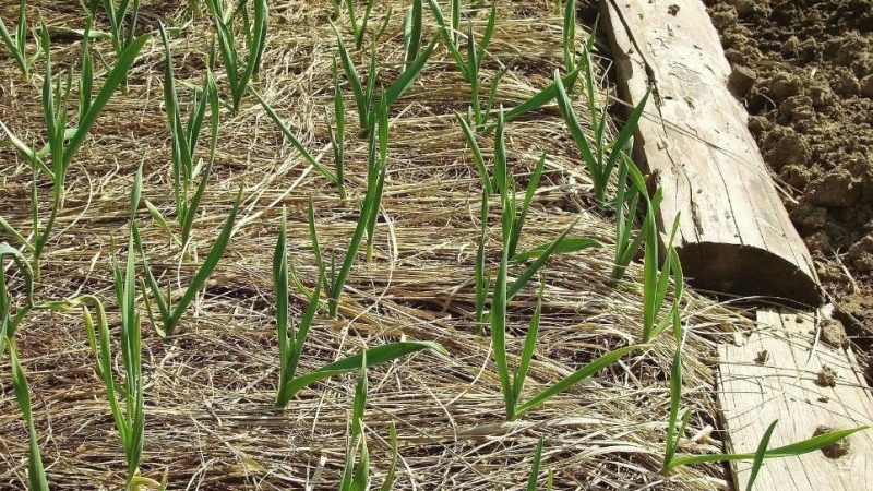 Wir wählen, wie die Zwiebel für den Winter vor Frost geschützt werden soll, und untersuchen die Nuancen des Prozesses