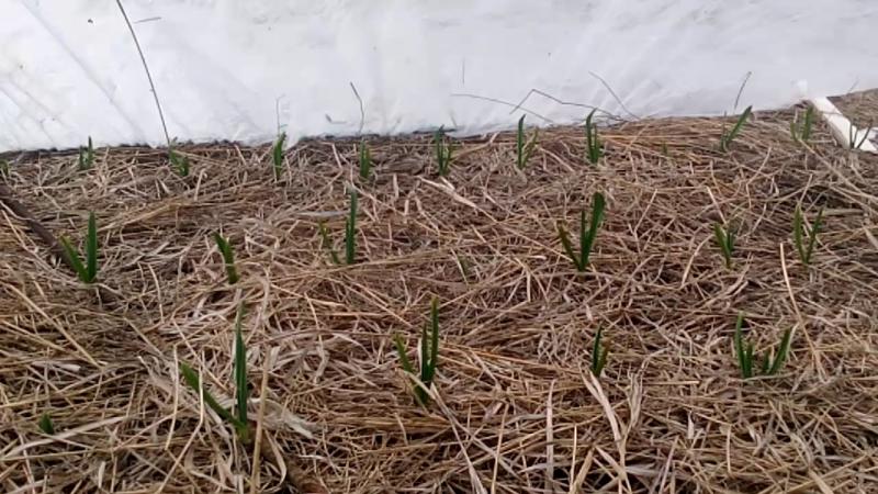 Wir wählen, wie die Zwiebel für den Winter vor Frost geschützt werden soll, und untersuchen die Nuancen des Prozesses