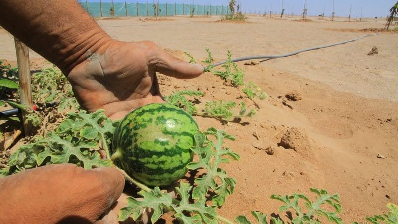 Was ist gut an einer Wassermelone ohne Samen, welche Sorten gibt es und wie kann man sie anbauen?