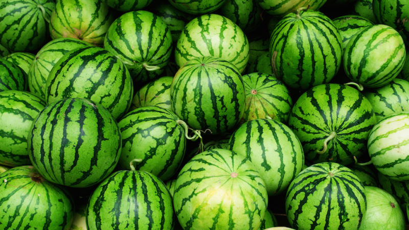 Was ist eine Wassermelone: ​​Zu welcher Familie gehören die Früchte, was sind sie und wie sind sie nützlich?