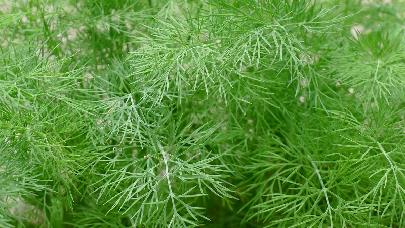 Was ist Garten Dill und seine Eigenschaften